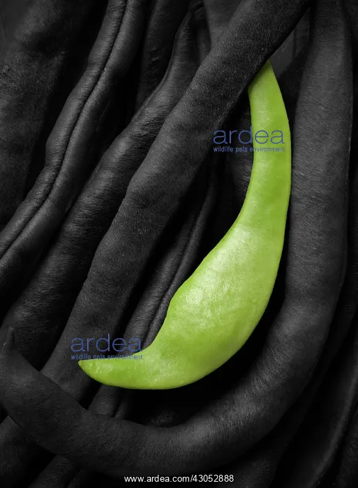 : French Bean : French Bean