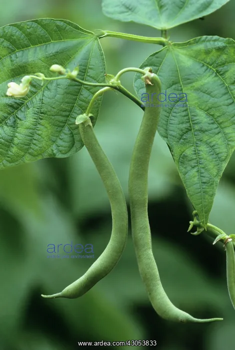 : French Bean : French Bean