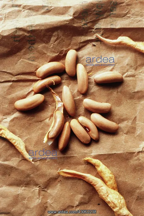 : French Bean : French Bean