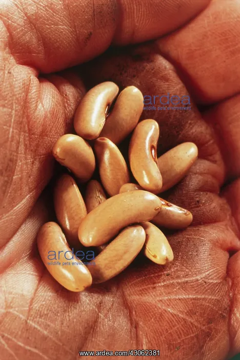 : French Bean : French Bean