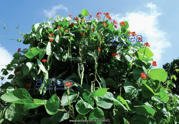 : French Bean : French Bean