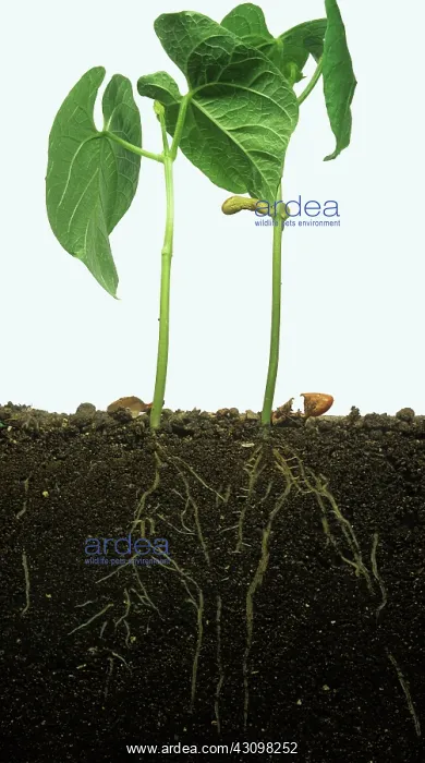 : French bean root system : French bean root system