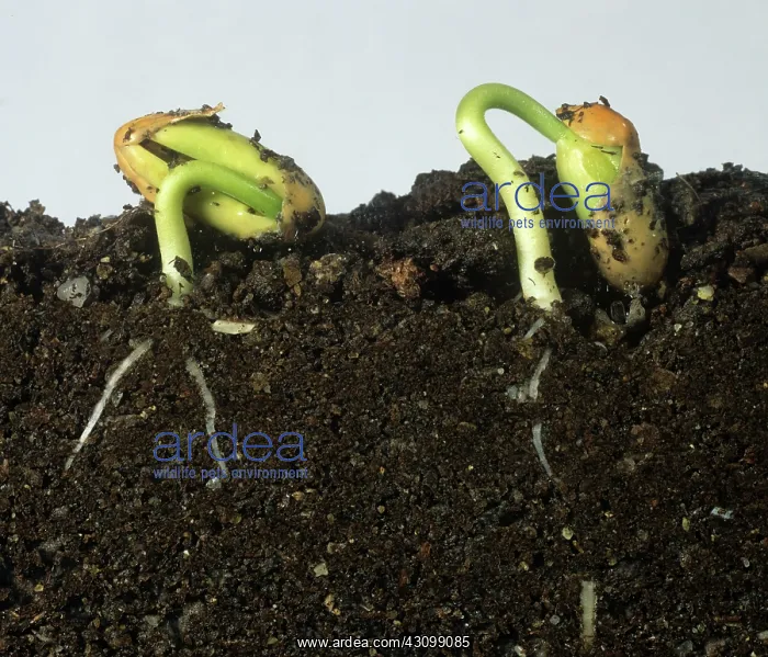 : French Bean Seeds : French Bean Seeds