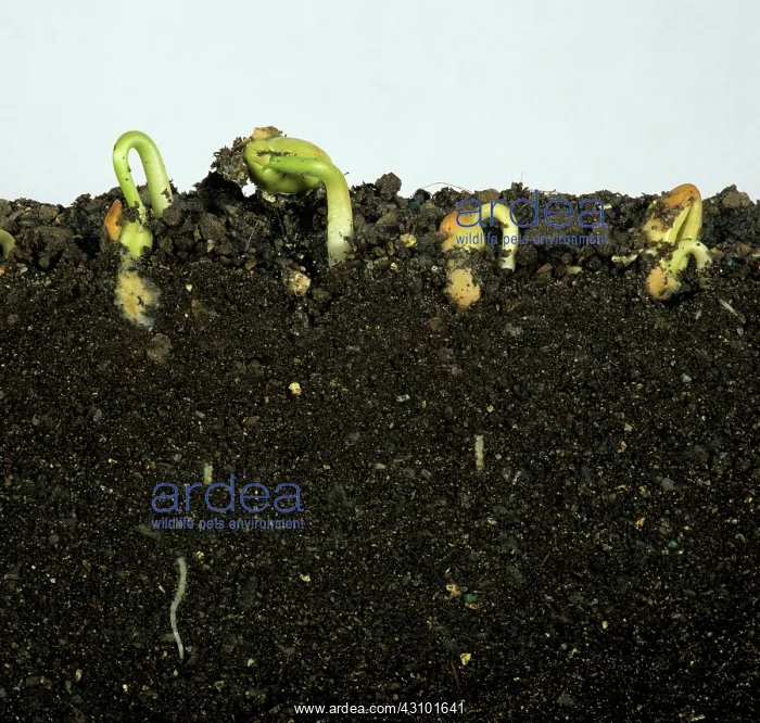 : French bean seeds germinating : French bean seeds germinating
