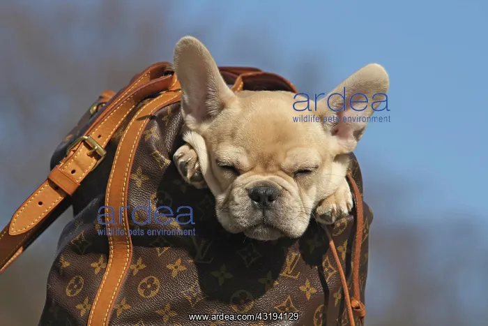 : French Bulldog, 12 weeks, in a rucksack, sleeping : French Bulldog, 12 weeks, in a rucksack, sleeping