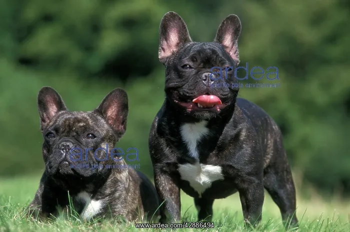: French Bulldog : French Bulldog
