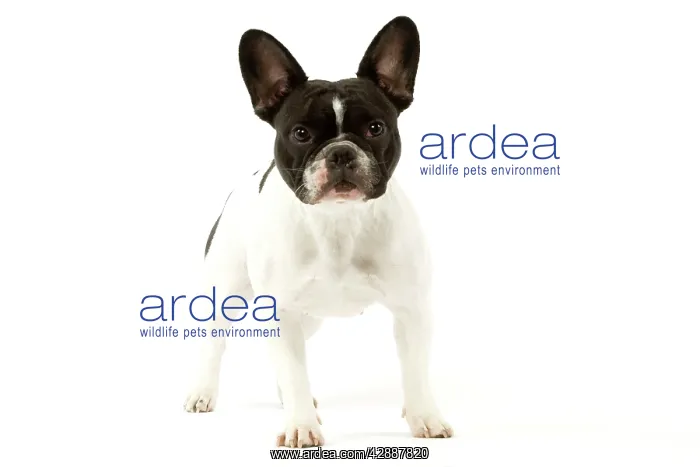  : French Bulldog