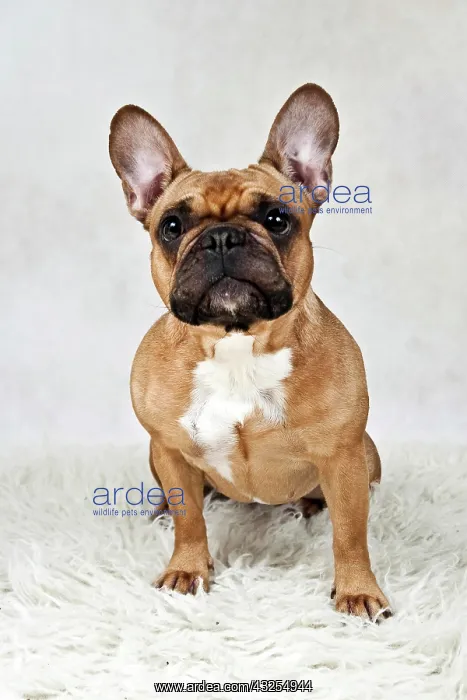 : French bulldog : French bulldog