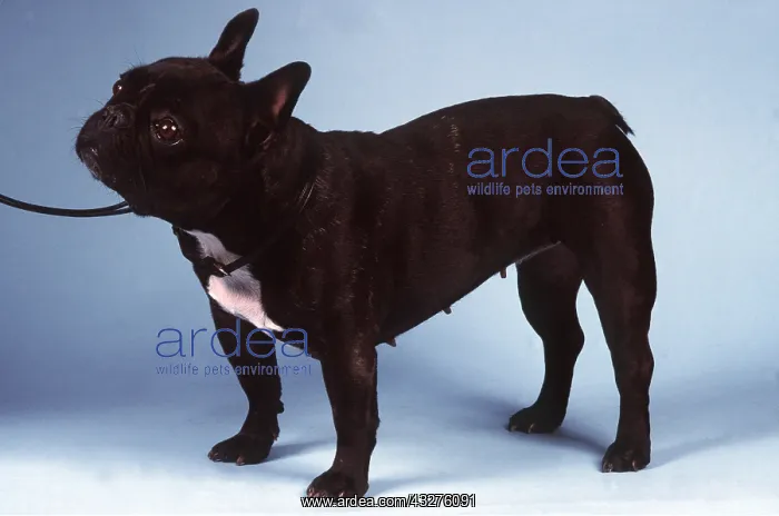 : French Bulldog : French Bulldog