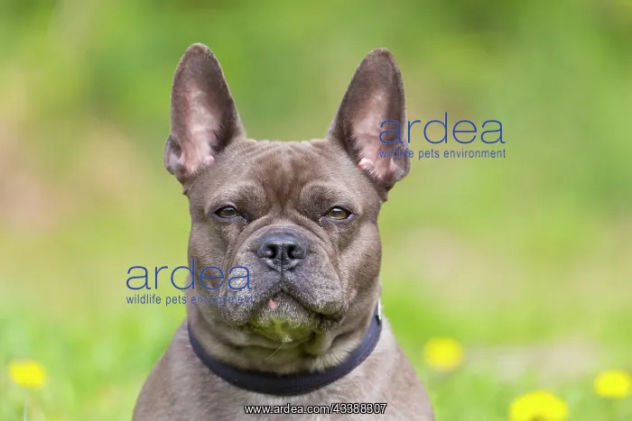 : French Bulldog : French Bulldog