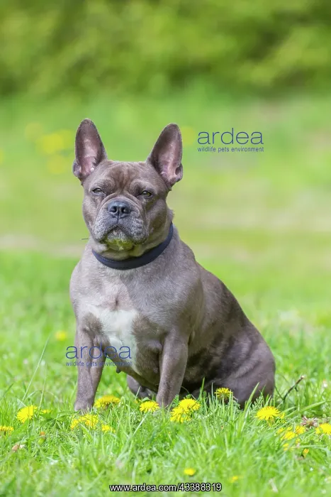: French Bulldog : French Bulldog