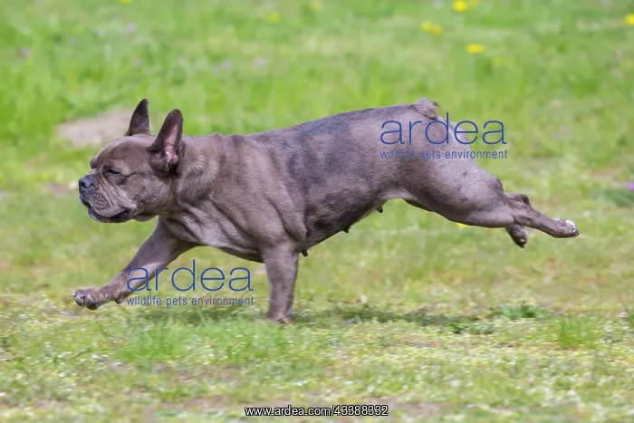 : French Bulldog : French Bulldog