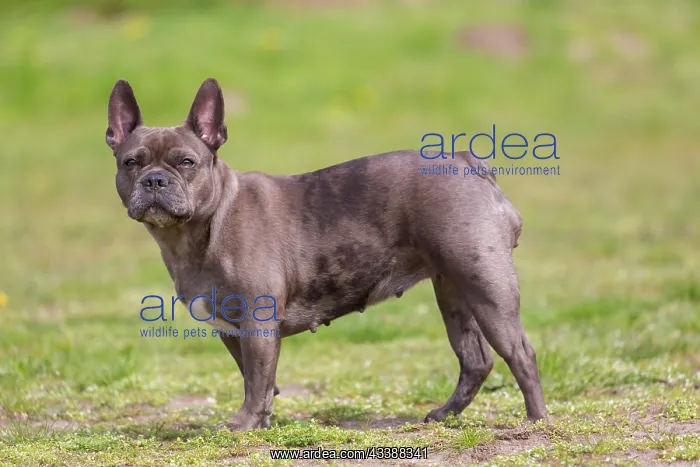 : French Bulldog : French Bulldog