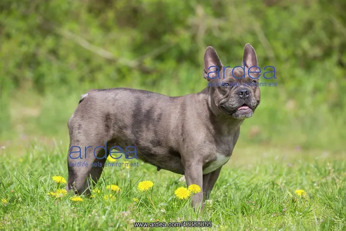 : French Bulldog : French Bulldog