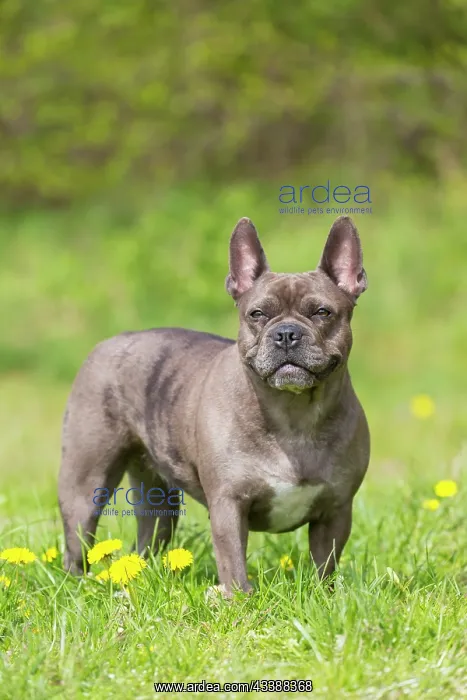: French Bulldog : French Bulldog