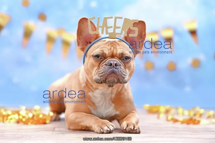 : French Bulldog with birthday part headband with : French Bulldog with birthday part headband with