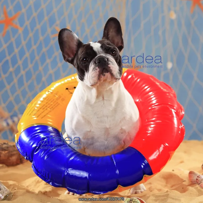 : French bulldog, bitch with swimming hoop, swimming : French bulldog, bitch with swimming hoop, swimming