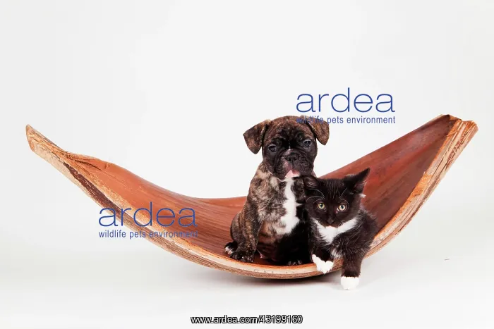 : French bulldog (Canis lupus familiaris) with black : French bulldog (Canis lupus familiaris) with black