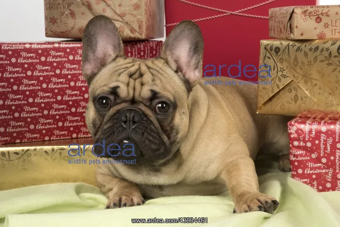 : French Bulldog with Christmas presents French Bulldog : French Bulldog with Christmas presents French Bulldog