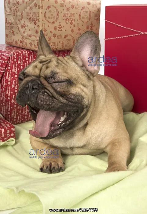 : French Bulldog with Christmas presents French Bulldog : French Bulldog with Christmas presents French Bulldog