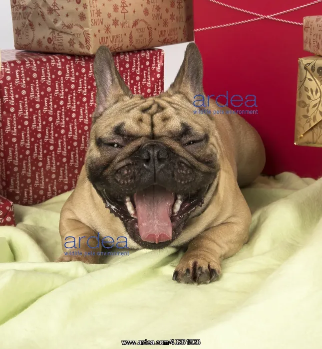 : French Bulldog with Christmas presents French Bulldog : French Bulldog with Christmas presents French Bulldog