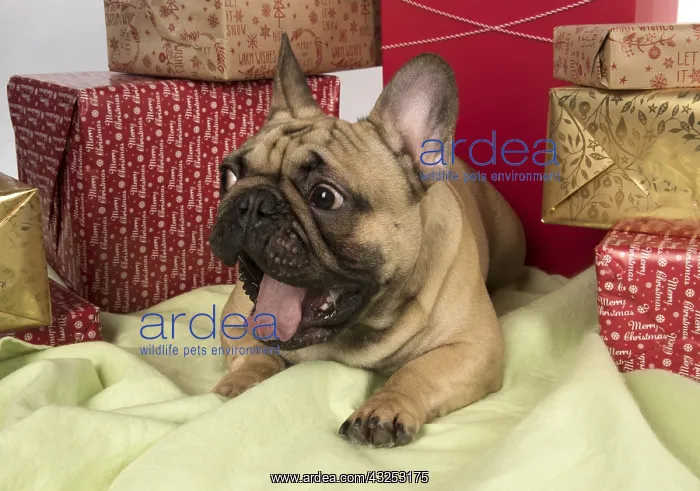 : French Bulldog with Christmas presents French Bulldog : French Bulldog with Christmas presents French Bulldog