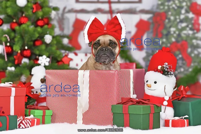 : French Bulldog dog in Christmas gift box between : French Bulldog dog in Christmas gift box between