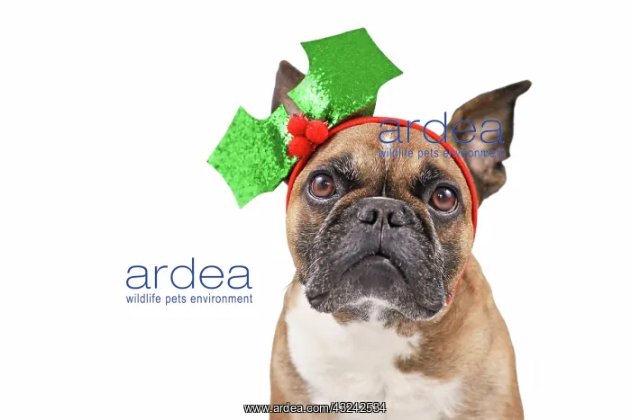 : French Bulldog dog with Christmas holly headband : French Bulldog dog with Christmas holly headband