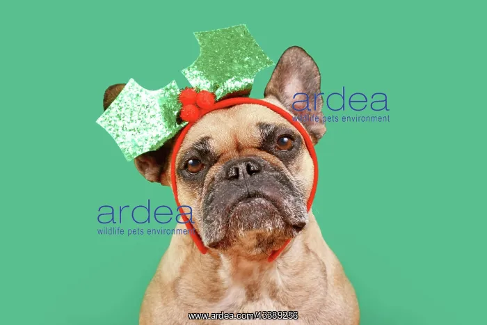 : French Bulldog dog with Christmas mistletoe headband : French Bulldog dog with Christmas mistletoe headband