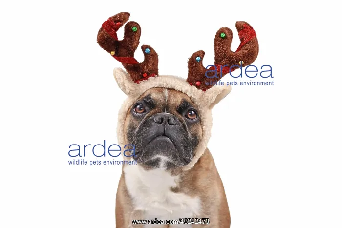 : French Bulldog dog with Christmas reindeer antler : French Bulldog dog with Christmas reindeer antler