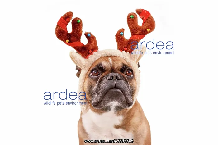: French Bulldog dog with Christmas reindeer antler : French Bulldog dog with Christmas reindeer antler