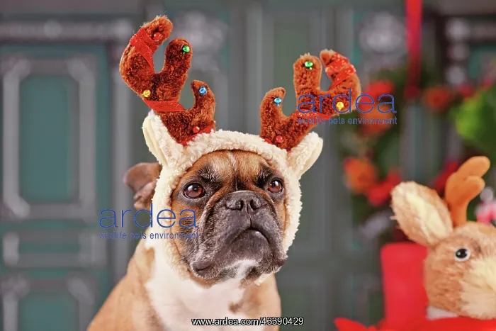 : French Bulldog dog with Christmas reindeer antler : French Bulldog dog with Christmas reindeer antler