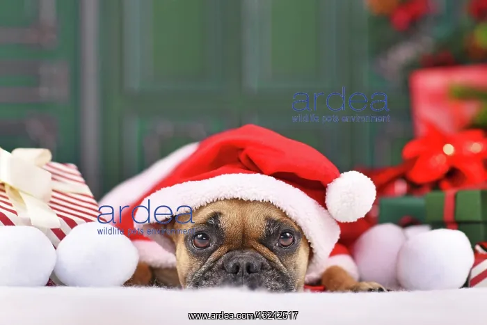 : French Bulldog dog with Christmas Santa claus cape : French Bulldog dog with Christmas Santa claus cape