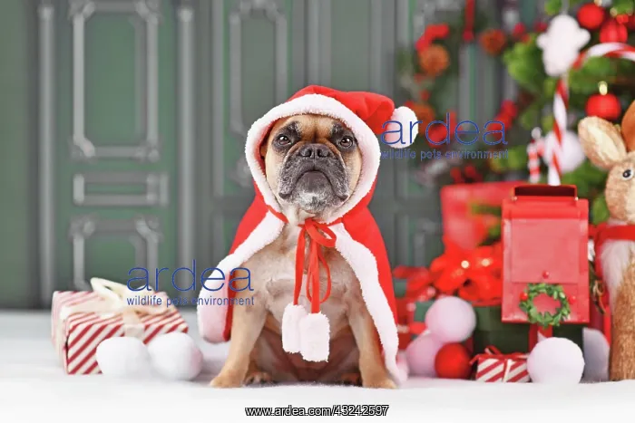 : French Bulldog dog with Christmas Santa Claus cape : French Bulldog dog with Christmas Santa Claus cape