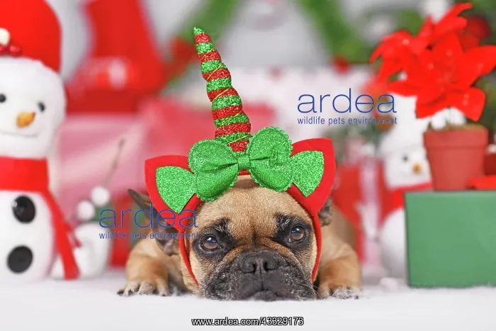 : French Bulldog dog with Christmas unicorn headba : French Bulldog dog with Christmas unicorn headba