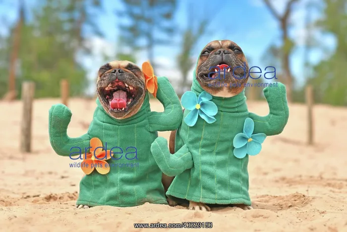  : French Bulldog dog dressed up with cactus costum