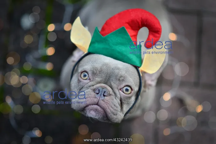 : French Bulldog dog dressed up as cute Christmas : French Bulldog dog dressed up as cute Christmas