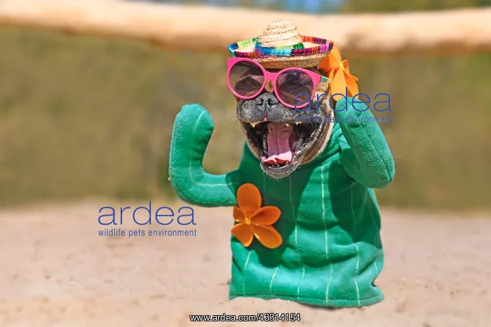  : French Bulldog dog dressed up with funny cactus