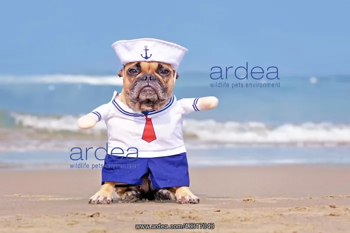 : French Bulldog dog dressed up with funny sailor : French Bulldog dog dressed up with funny sailor