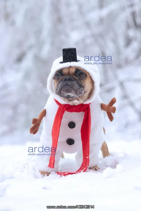  : French Bulldog dog dressed up with funny snowman