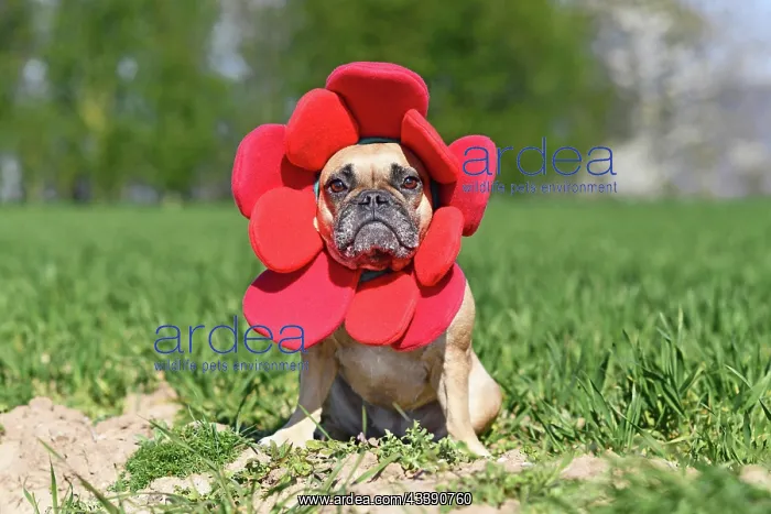 : French Bulldog dog dressed up as funny spring flower : French Bulldog dog dressed up as funny spring flower