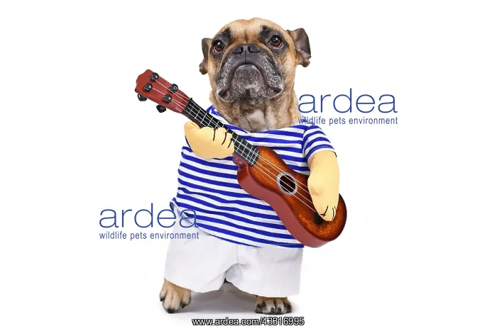 : French Bulldog dog dressed up as guitar player wearing : French Bulldog dog dressed up as guitar player wearing