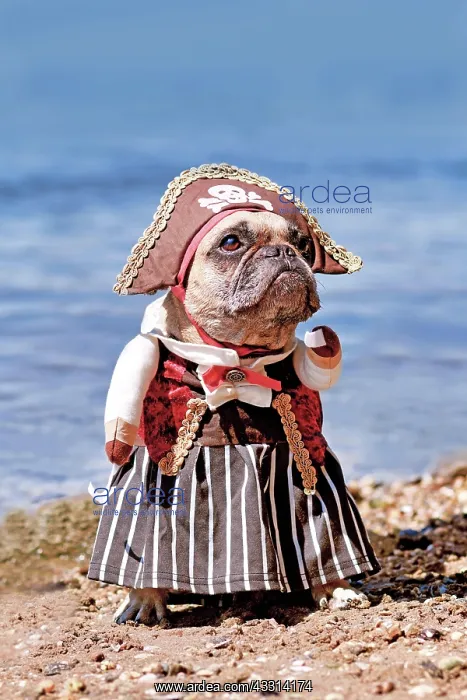 : French Bulldog dog dressed up with pirate bride : French Bulldog dog dressed up with pirate bride