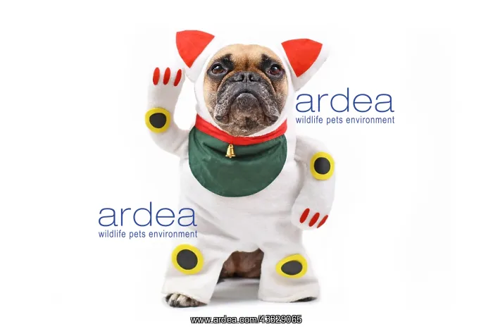: French Bulldog dog dressed up with traditional J : French Bulldog dog dressed up with traditional J