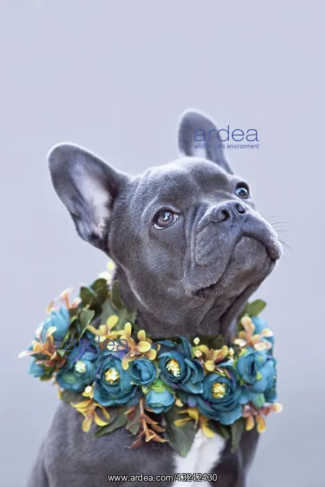 : French Bulldog dog with flower collar in front of : French Bulldog dog with flower collar in front of