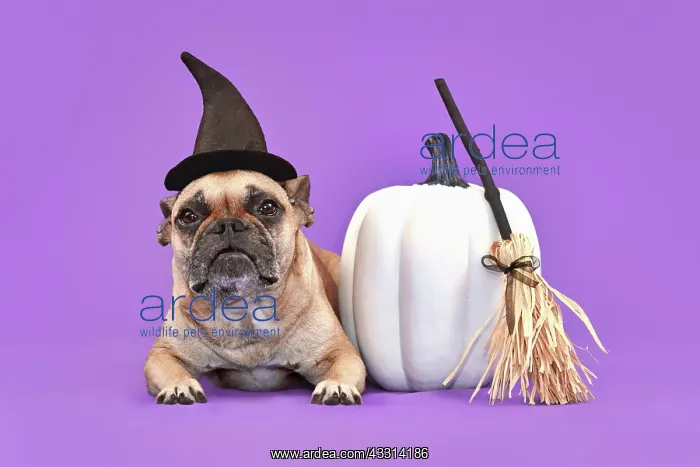 : French Bulldog dog with Halloween costume witch : French Bulldog dog with Halloween costume witch