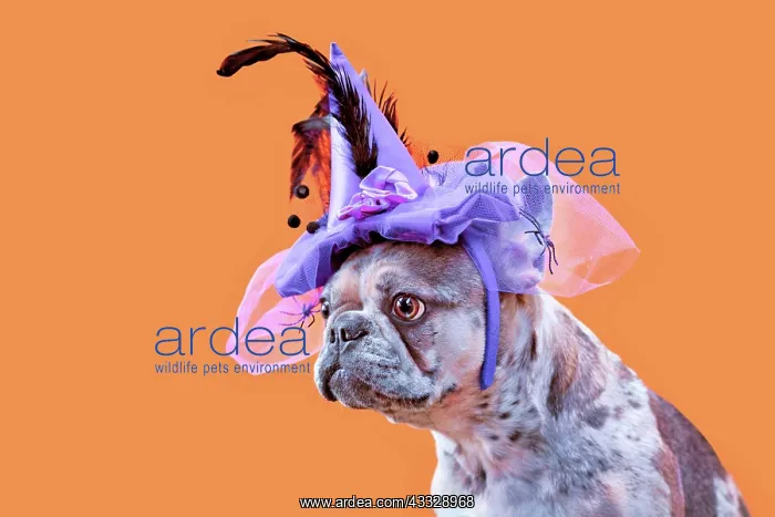 : French Bulldog dog with Halloween costume witch : French Bulldog dog with Halloween costume witch