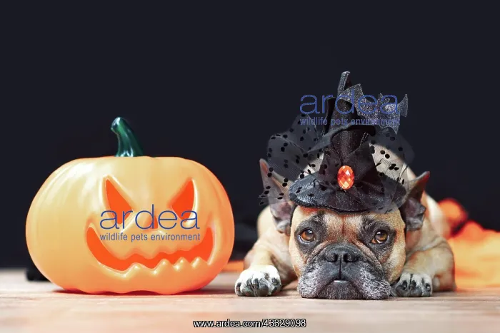 : French Bulldog dog with Halloween costume witch : French Bulldog dog with Halloween costume witch