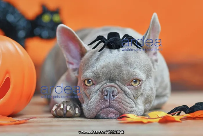 : French Bulldog dog with Halloween spider on head : French Bulldog dog with Halloween spider on head