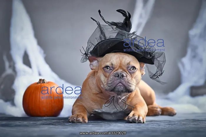 : French Bulldog dog with Halloween witch hat : French Bulldog dog with Halloween witch hat